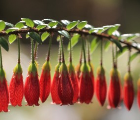 火龙果种植方法和后期养护（火龙果栽培技术种植技术）